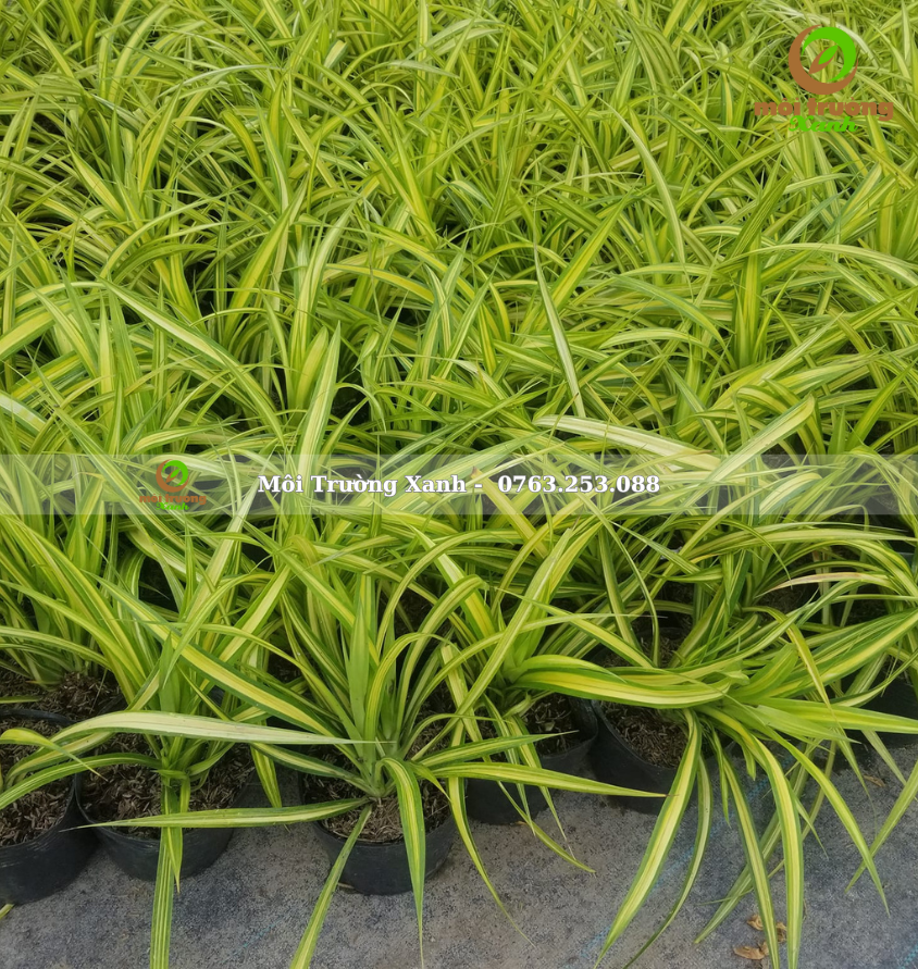 cây dứa vạn phát 