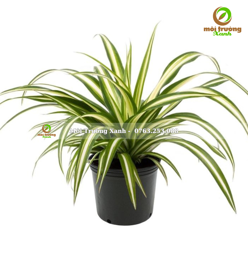 cây dứa vạn phát 