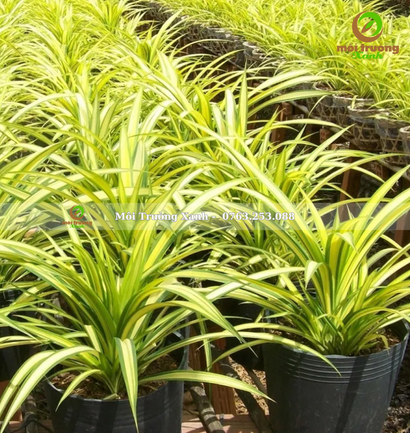 cây dứa vạn phát 