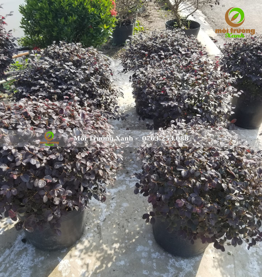 cay hong phung moi truong xanh 2