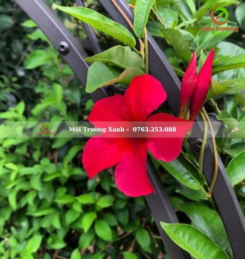 cây huỳnh anh đỏ