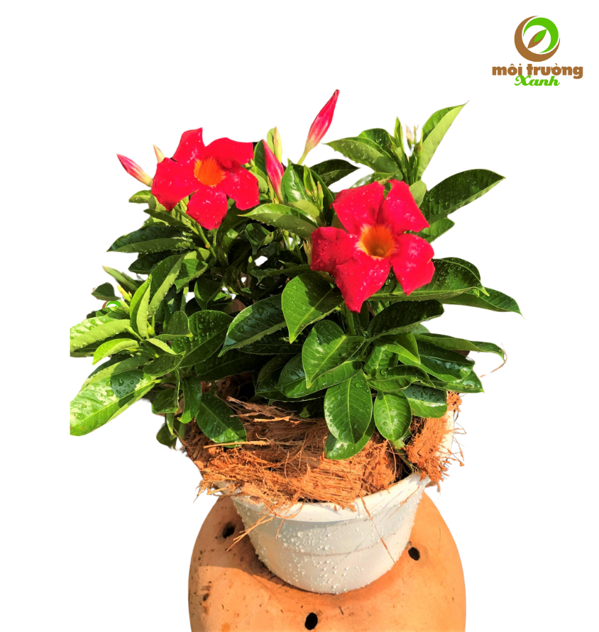 cây huỳnh anh đỏ