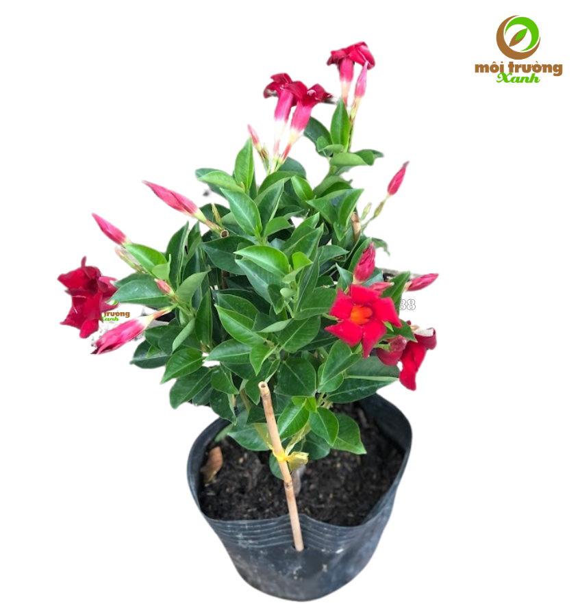 cây huỳnh anh đỏ