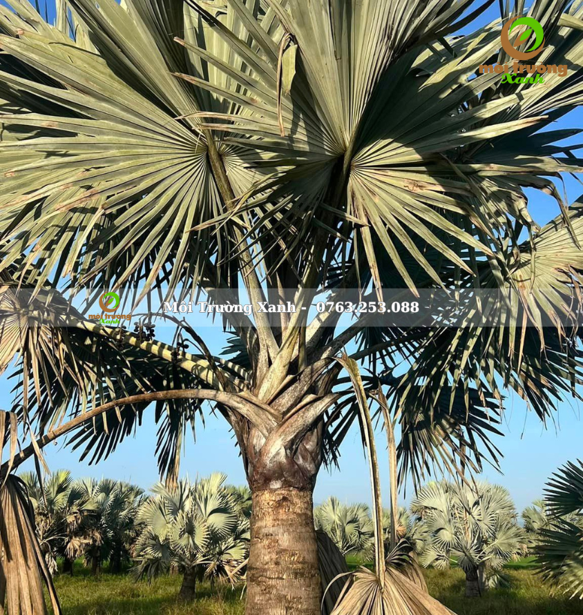 cây kè bạc - môi trường xanh (2)