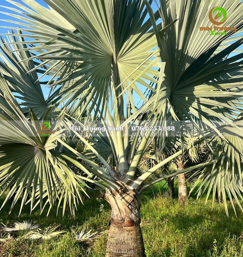 cây kè bạc - môi trường xanh (2)