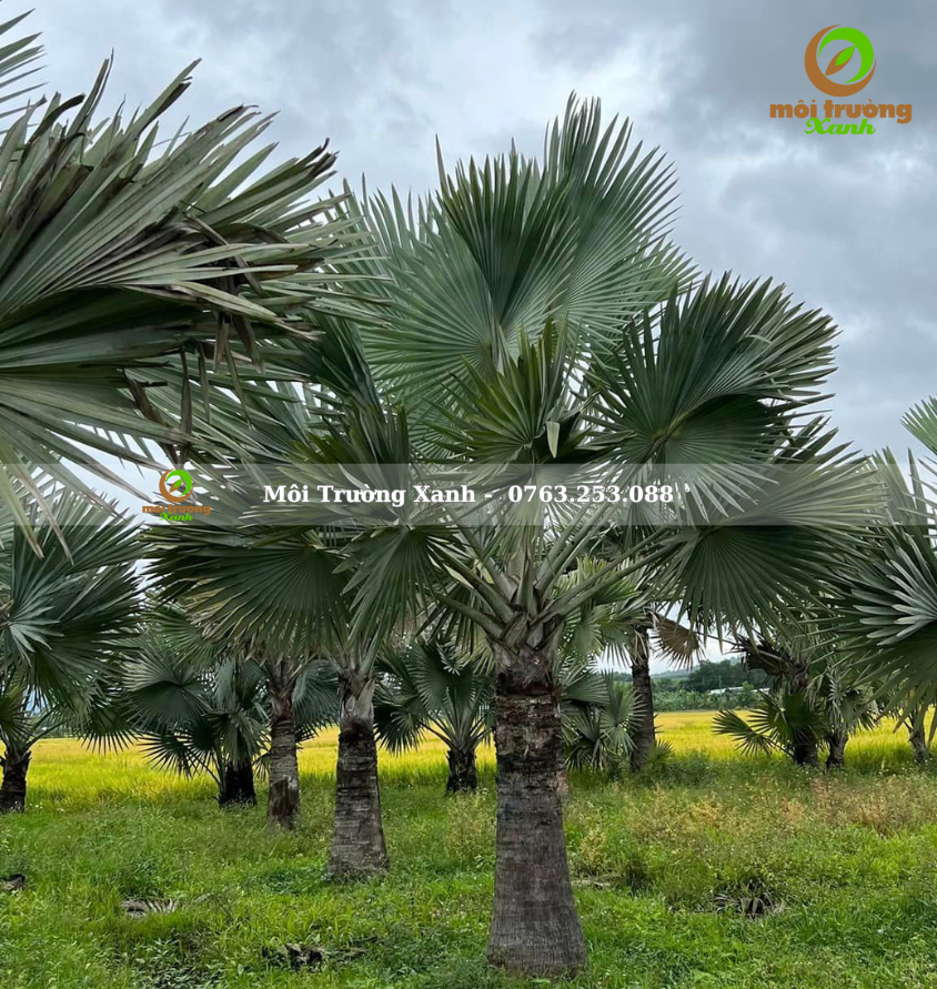 cây kè bạc - môi trường xanh (2)