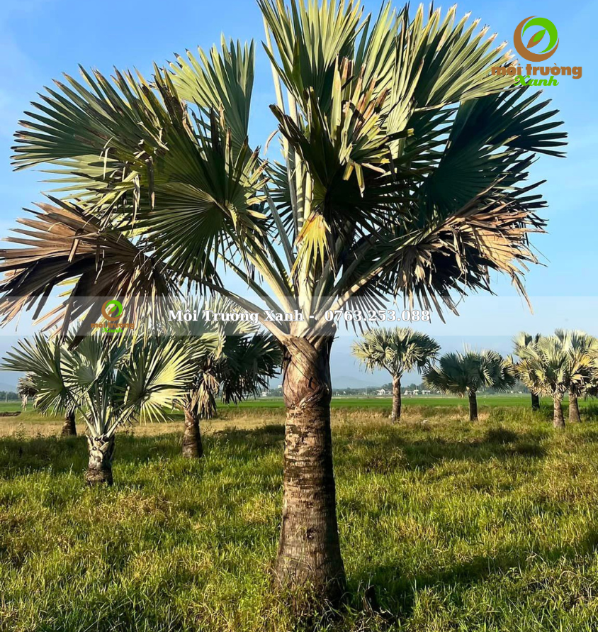 cay ke bac moi truong xanh 5