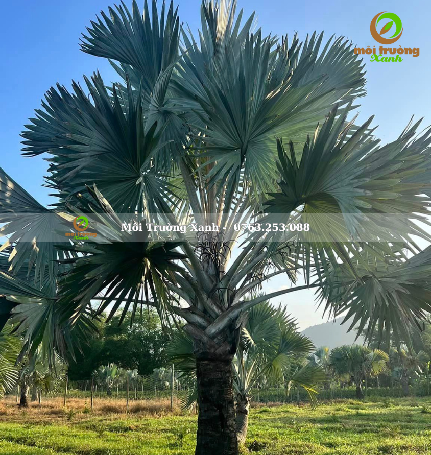 cây kè bạc - môi trường xanh (2)