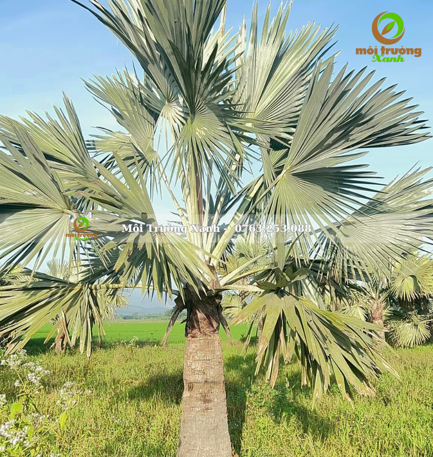 cây kè bạc - môi trường xanh (2)