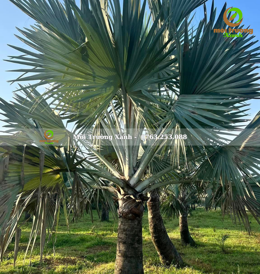 cây kè bạc - môi trường xanh (2)