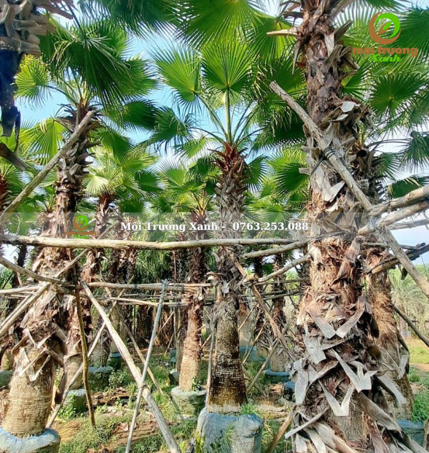 cây kè mỹ - môi trường xanh 