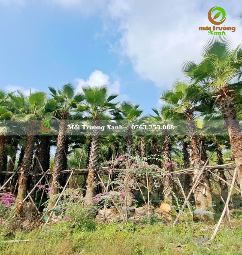 cây kè mỹ - môi trường xanh 