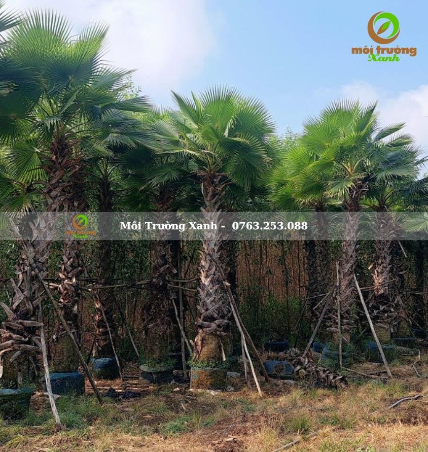 cây kè mỹ - môi trường xanh 