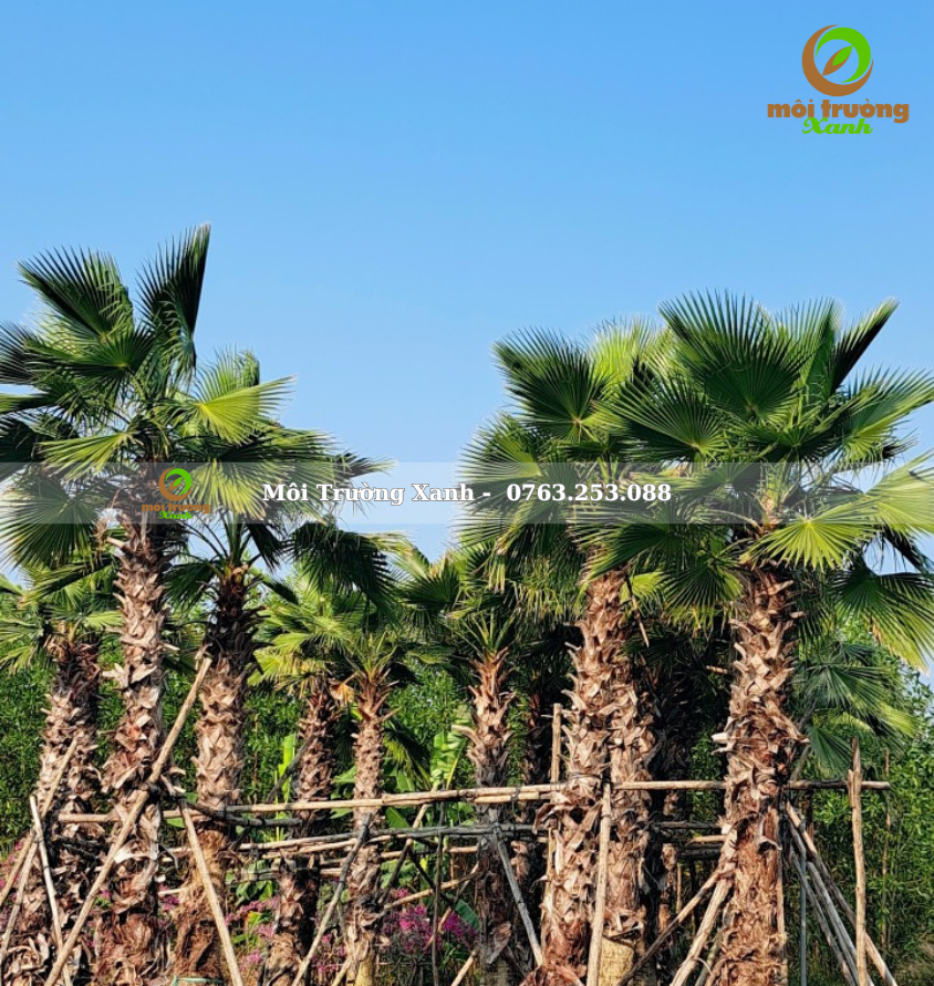 cây kè mỹ - môi trường xanh