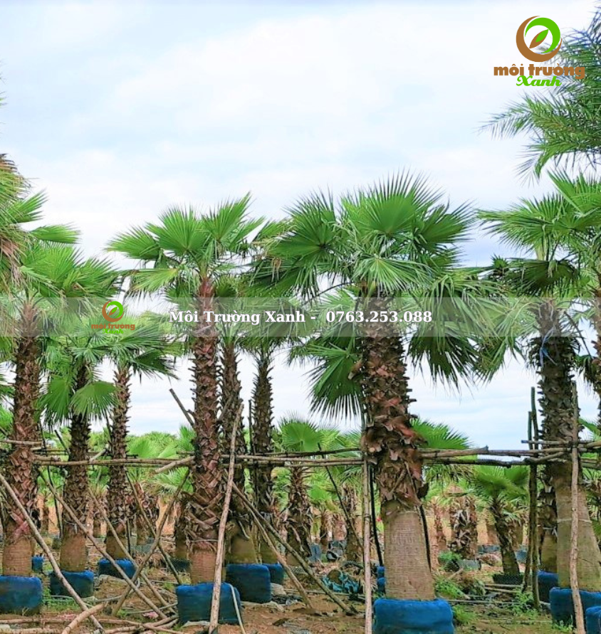 cây kè mỹ - môi trường xanh 