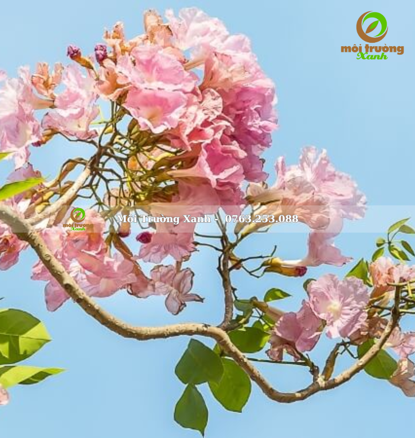 cây kèn hồng - môi trường xanh