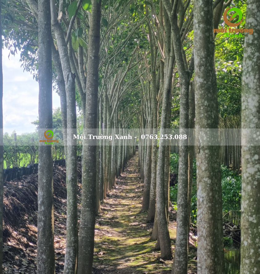 cây kèn hồng - môi trường xanh 