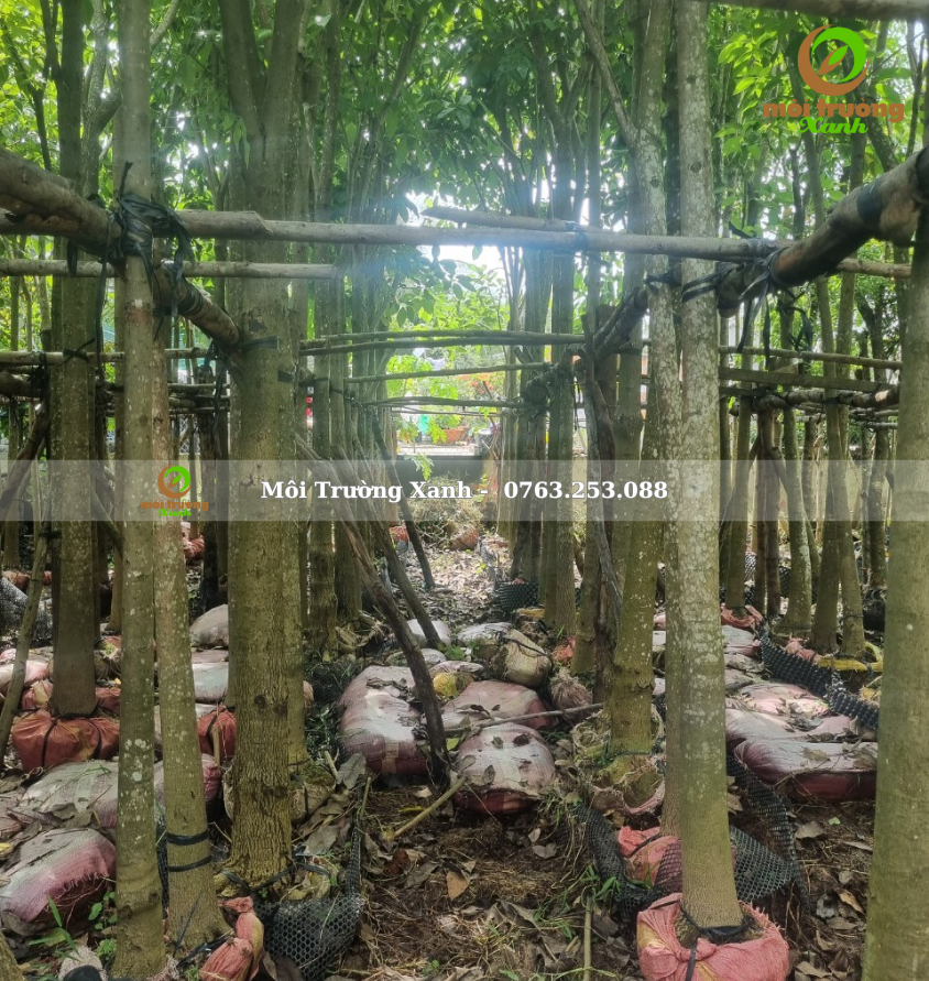 cây kèn hồng - môi trường xanh 