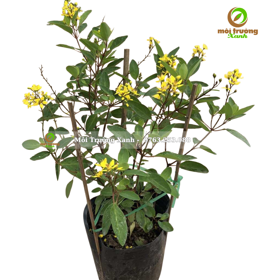 cây kim đồng vàng