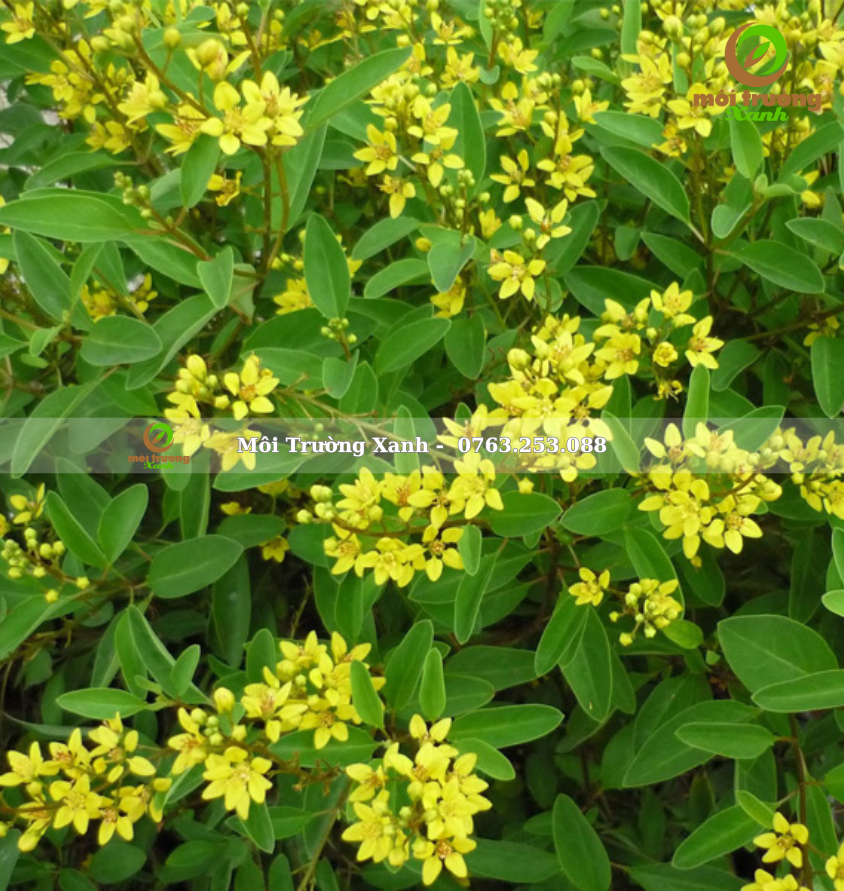 cây kim đồng vàng