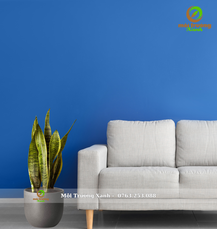 រុក្ខជាតិពស់ - ផើងទាប - C1.02