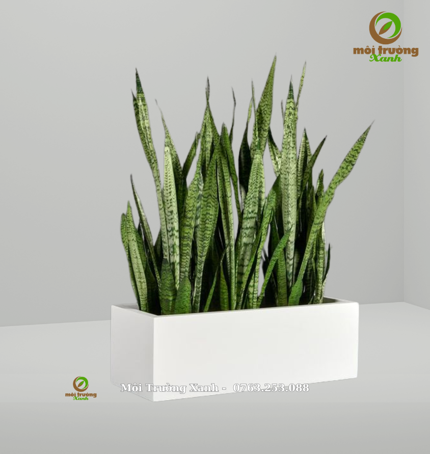 រុក្ខជាតិពស់បៃតង