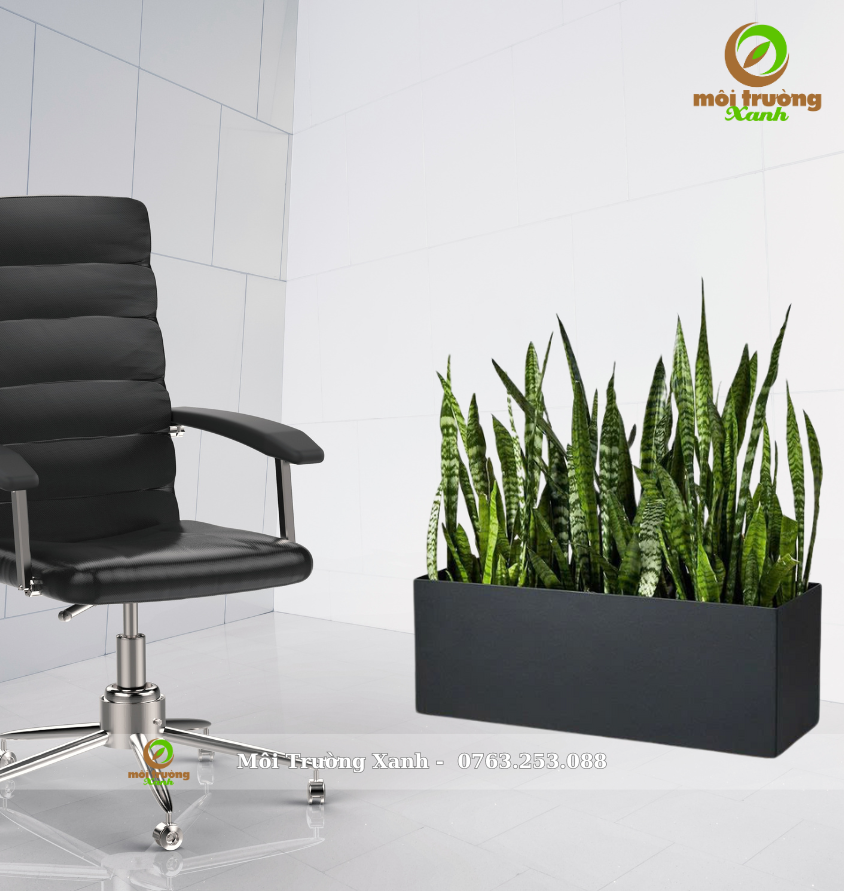 cây lưỡi hổ chậu chữ nhật - môi trường xanh