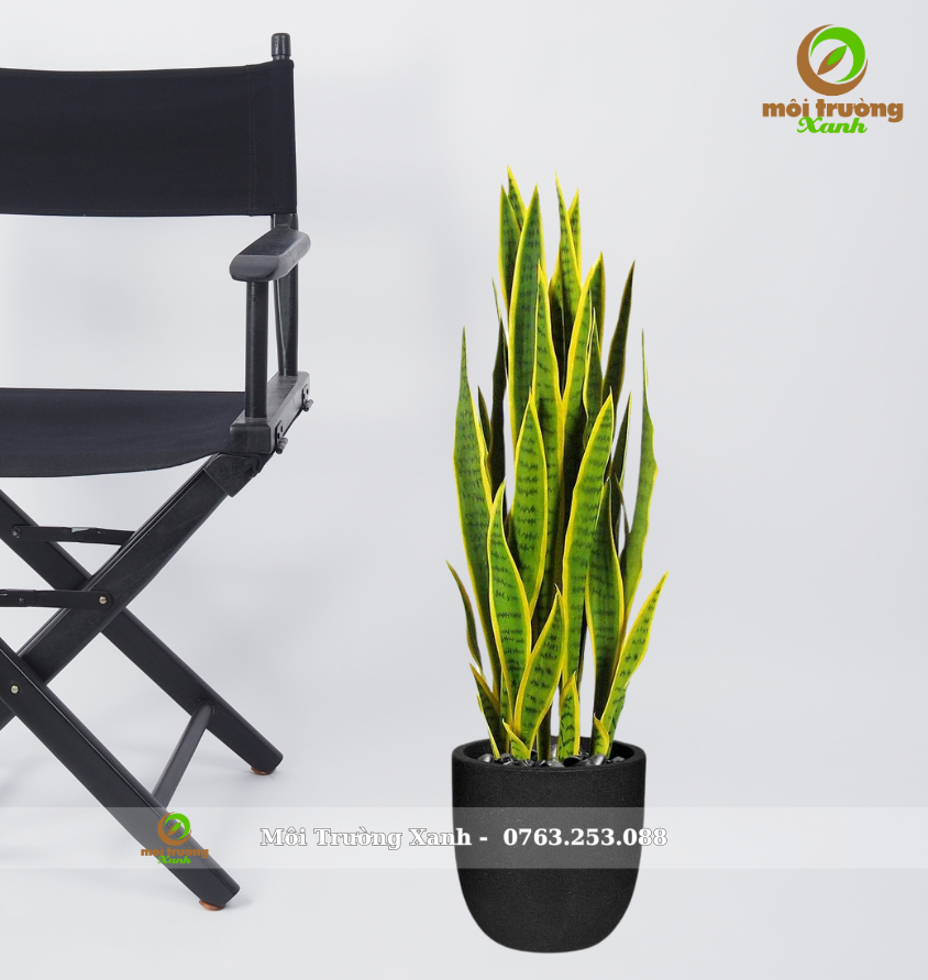 រុក្ខជាតិពស់ - ផើងមូលទាប - C1.03