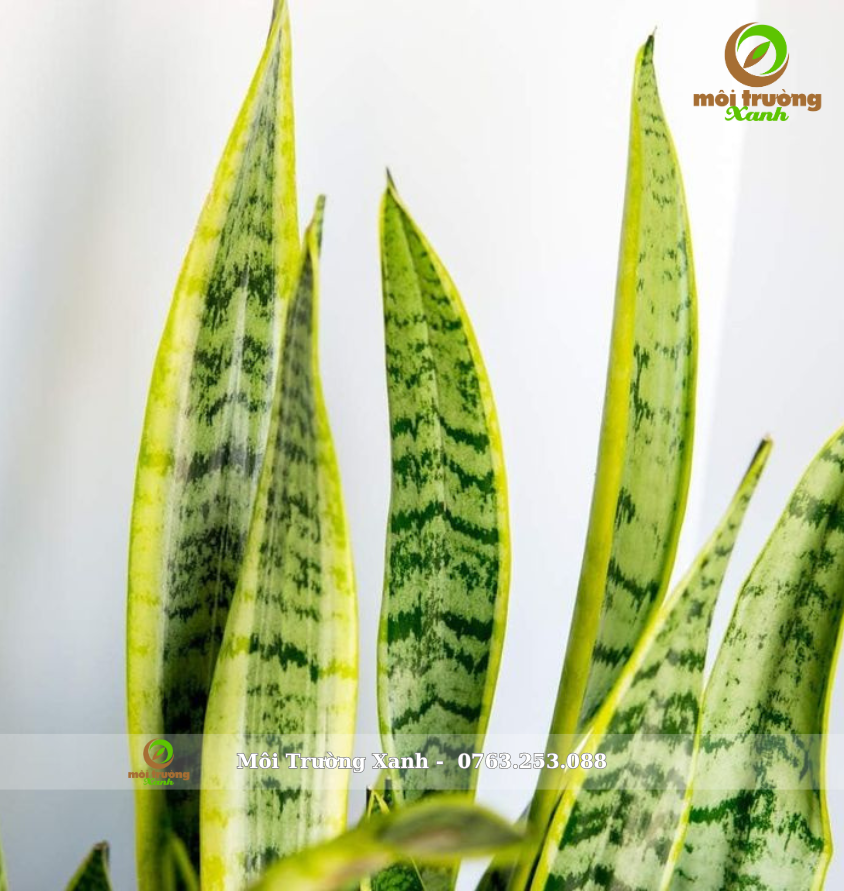 cây lưỡi hổ chậu tròn thấp - môi trường xanh (1)