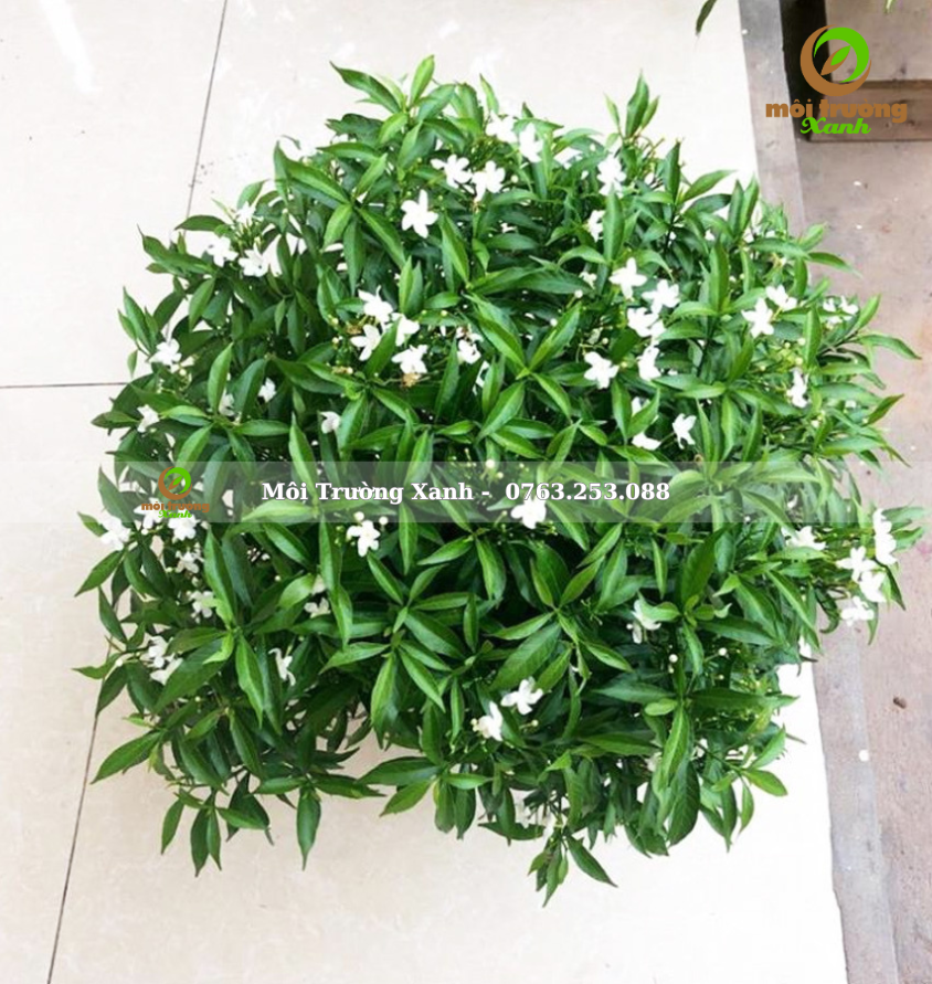 cây mai vạn phúc