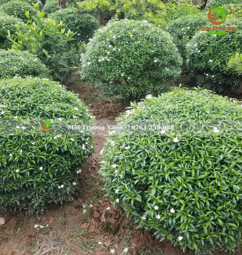 cây mai vạn phúc