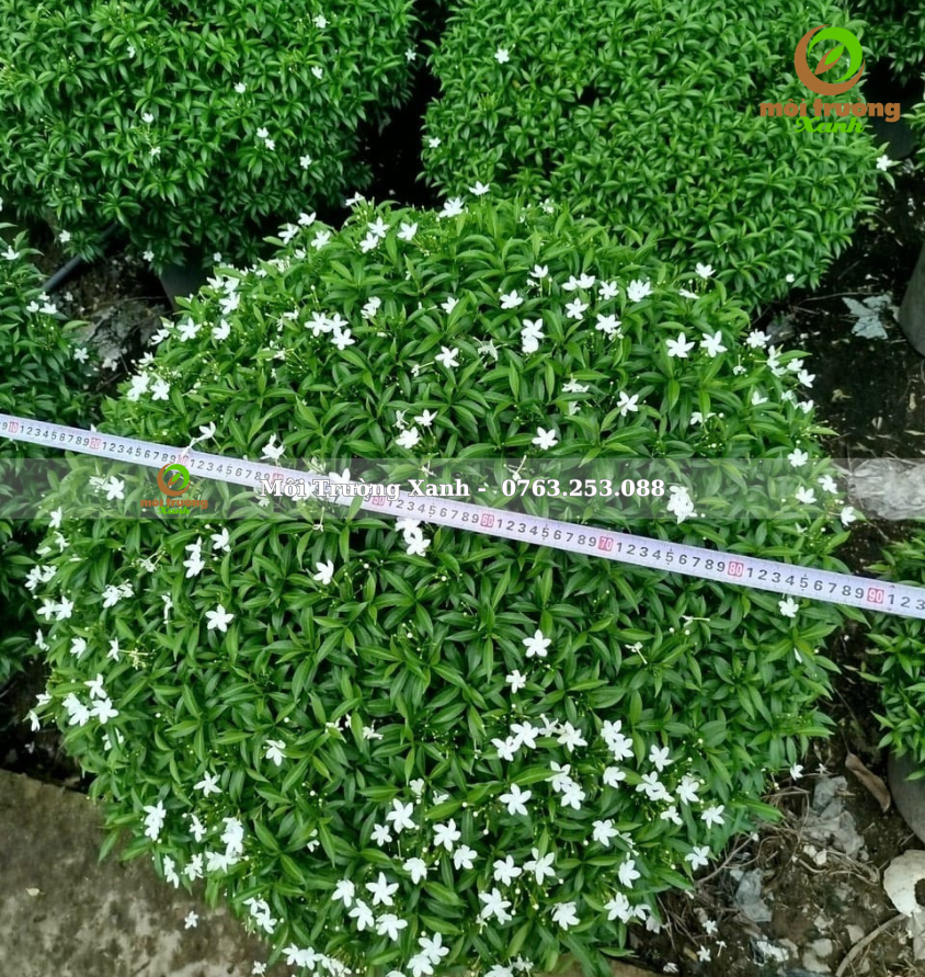 cây mai vạn phúc