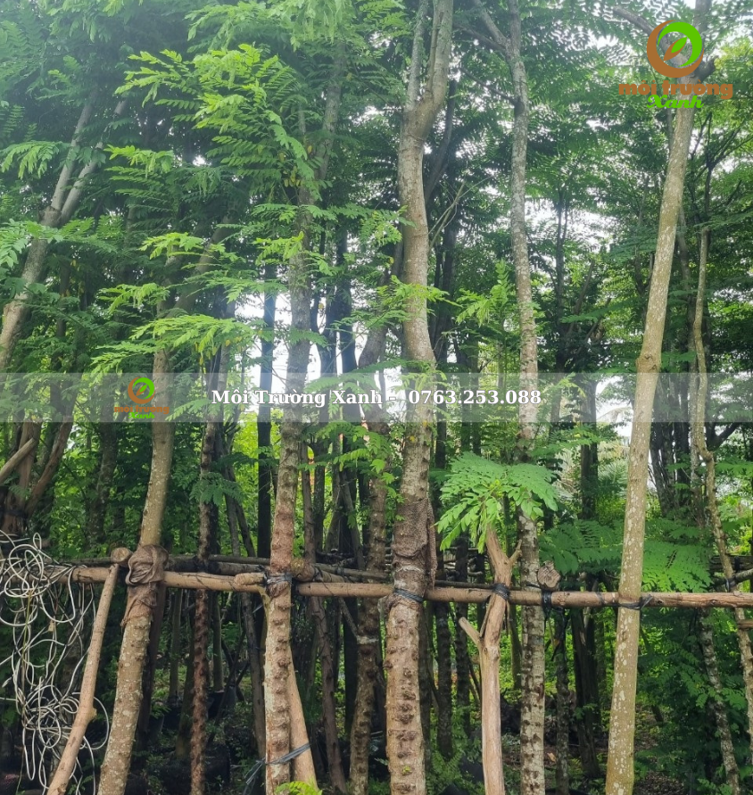 cây muồng hoa đào - môi trường xanh 