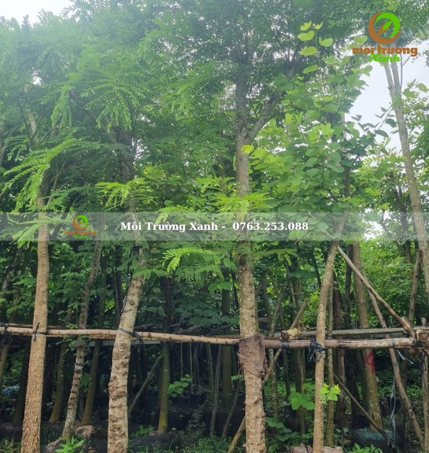 cây muồng hoa đào - môi trường xanh 