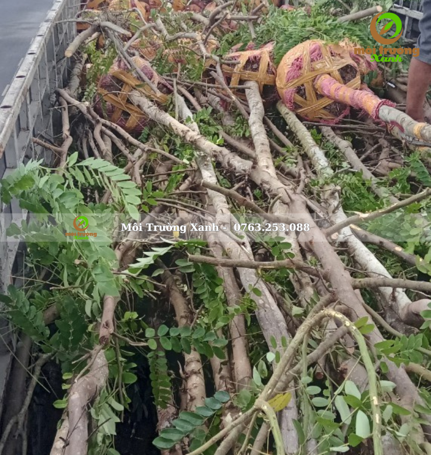 cây muồng hoa đào - môi trường xanh 