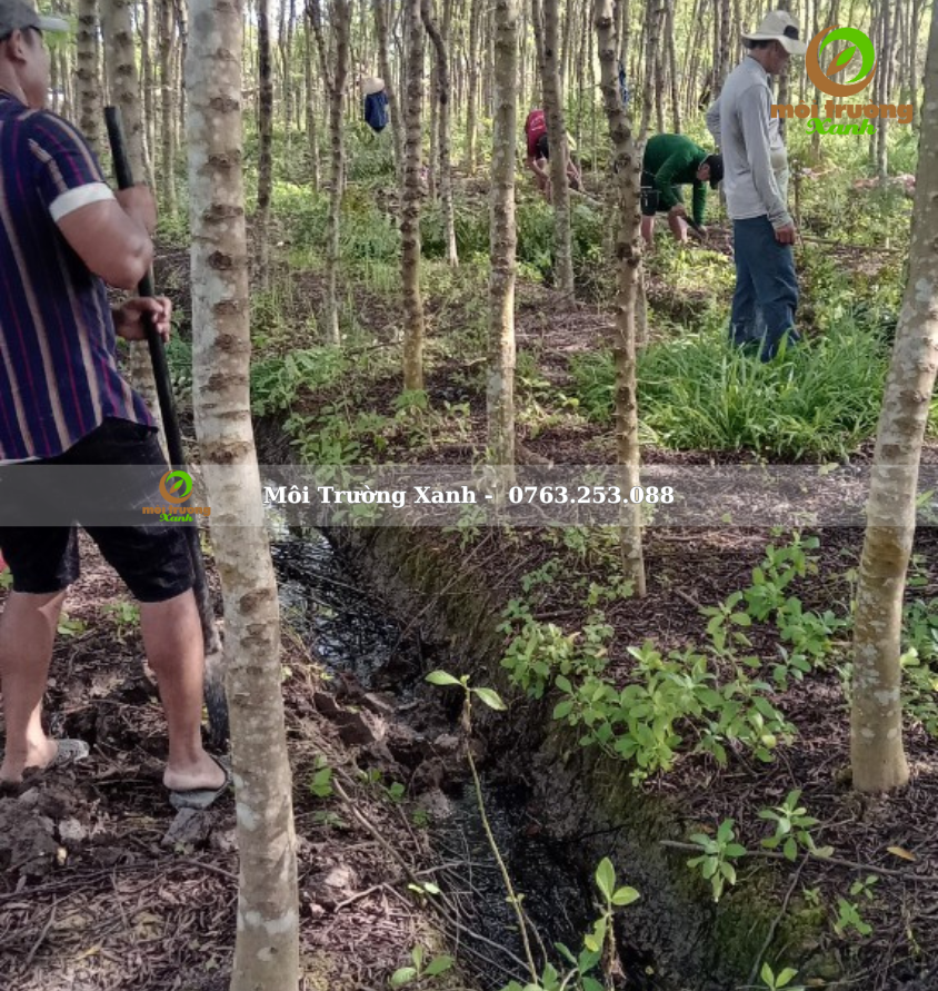 cây muồng hoa đào - môi trường xanh 