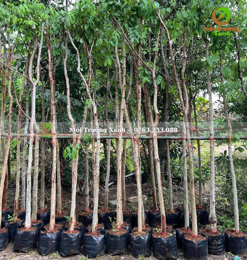 cây muồng hoa đào - môi trường xanh 