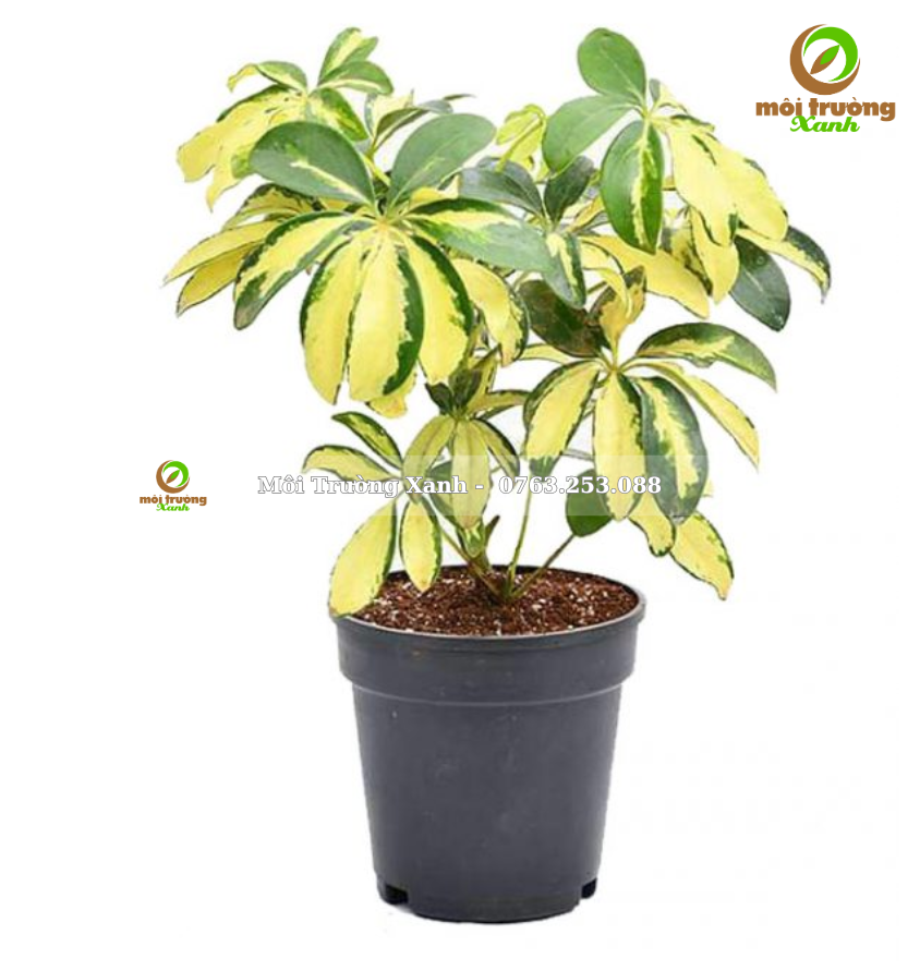 cây ngũ gia bì cẩm thạch