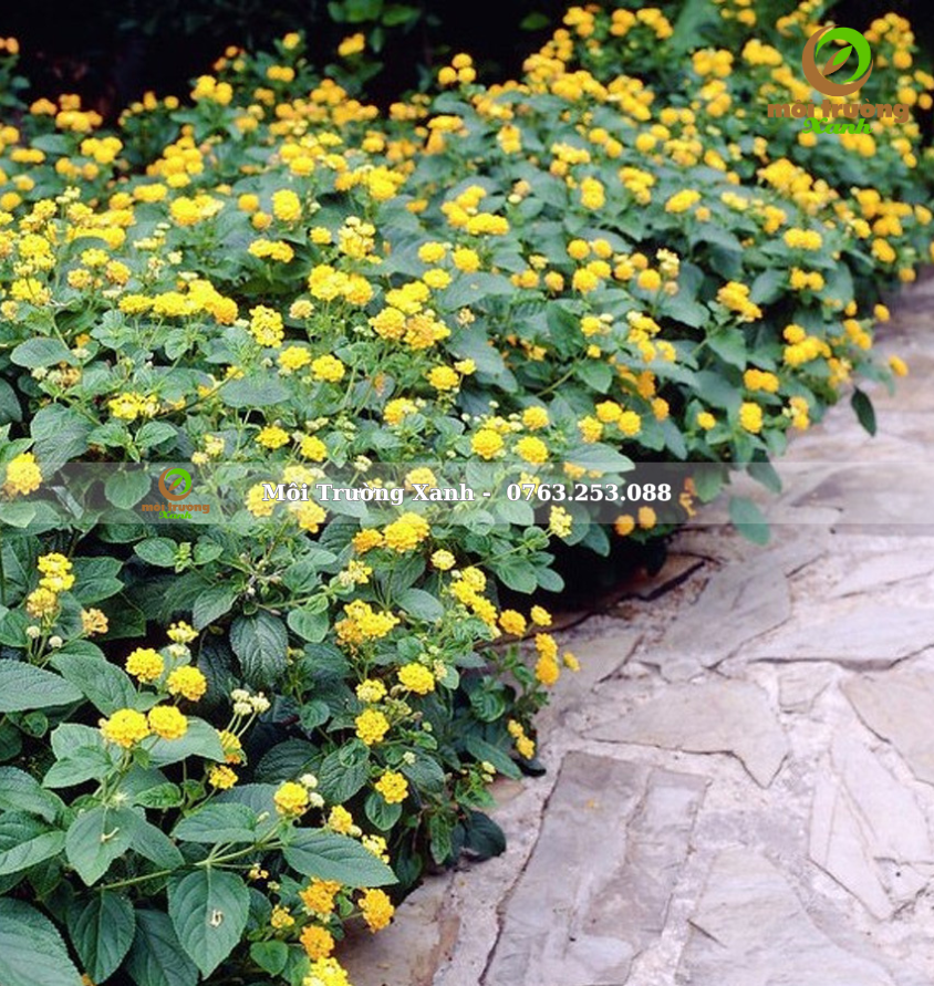 cây ngũ sắc vàng 