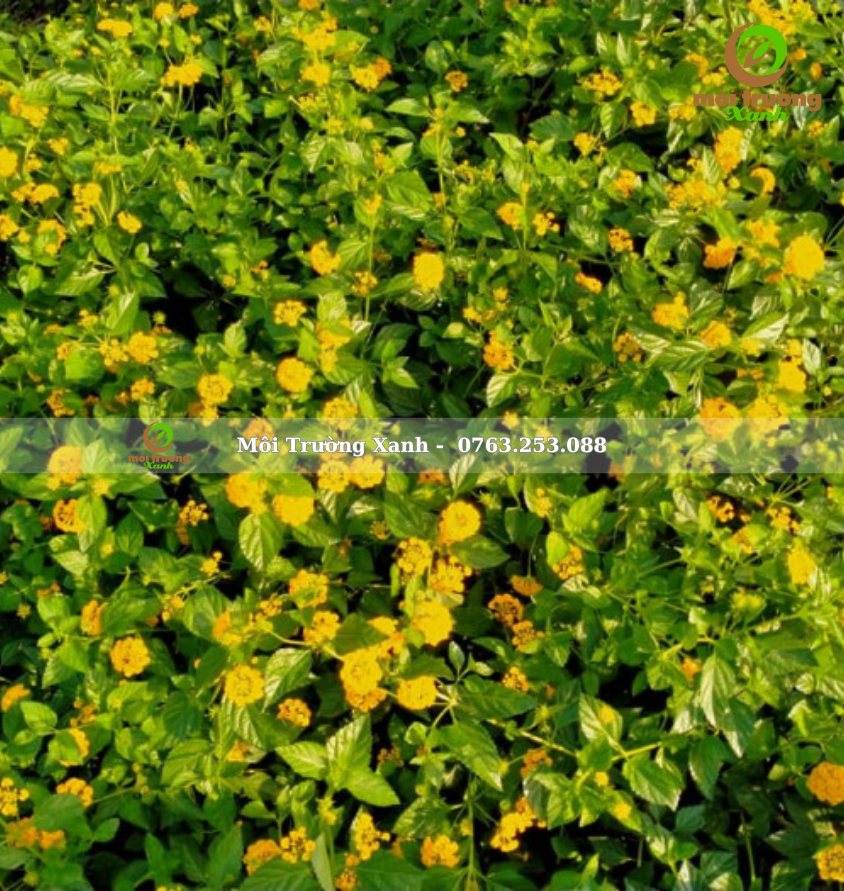 cây ngũ sắc vàng 