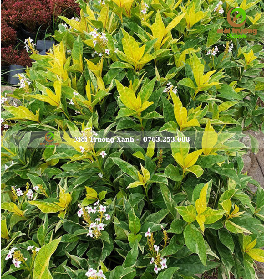 cây ô gô gân vàng