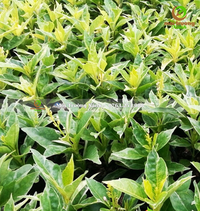 cây ô gô gân vàng