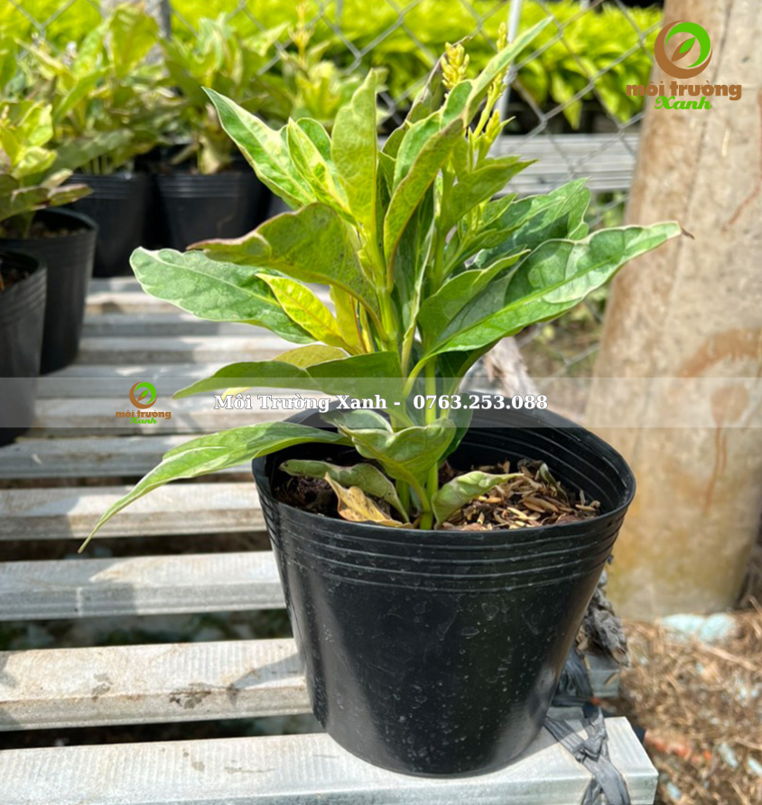 cây ô gô gân vàng