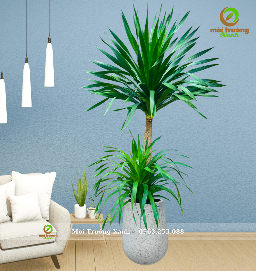 Lemon Lime Dracaena - ធុងបង្ហូរទឹកភ្នែកខ្ពស់ - C2.01
