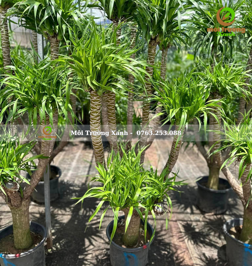 cây phát tài núi 