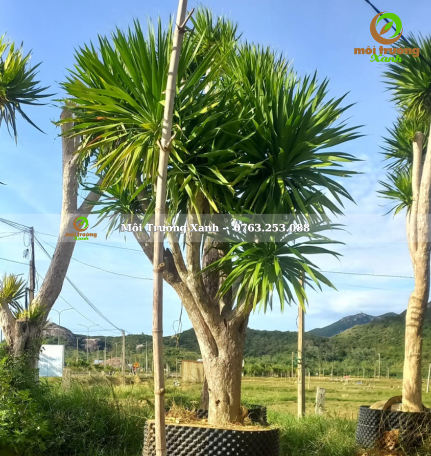 cây phát tài núi - môi trường xanh (2)