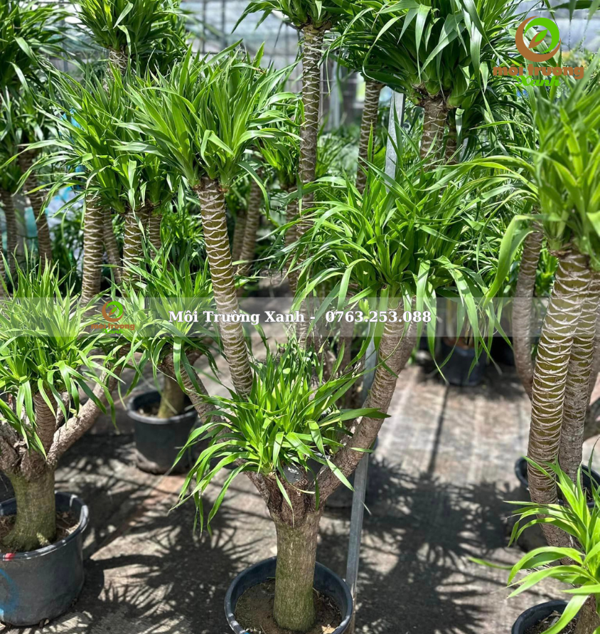 cây phát tài núi 