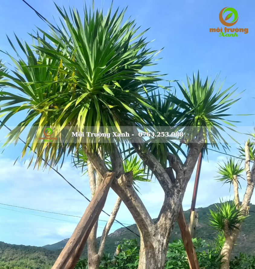 cây phát tài núi - môi trường xanh (2)