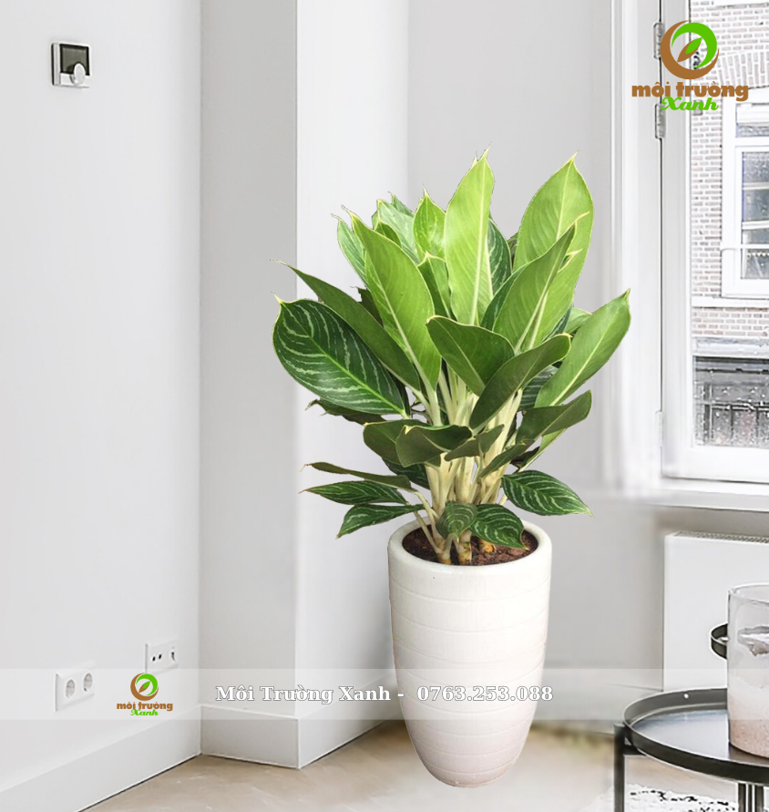 រុក្ខជាតិបៃតងចិន