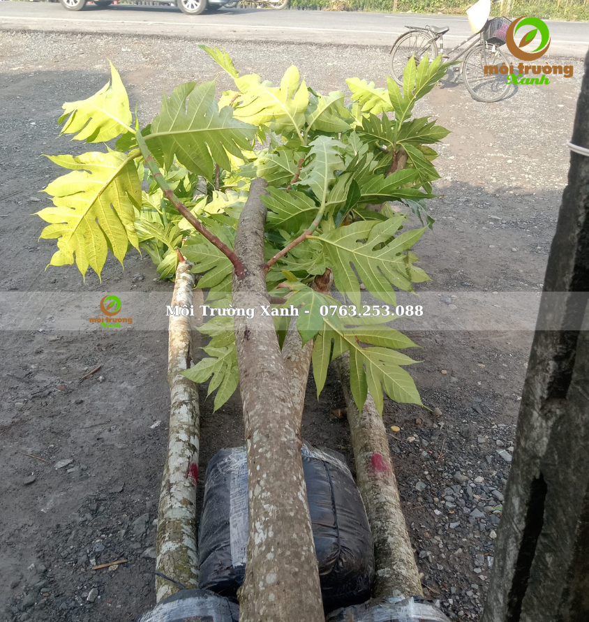 cây sa kê - môi trường xanh (2)